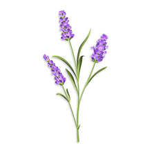 Load image into Gallery viewer, &quot;Bee&quot; fore you go - Toilet Spray - Lavender + Lemon
