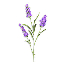 Load image into Gallery viewer, "Bee" fore you go - Toilet Spray - Lavender + Lemon