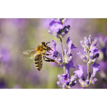 Load image into Gallery viewer, Lavender Infused Honey