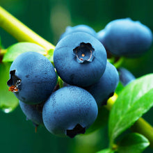 Load image into Gallery viewer, Blueberry Blossom Honey
