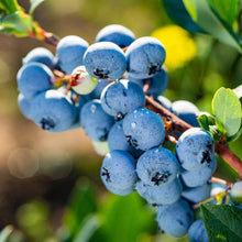 Load image into Gallery viewer, Tea with the Bees - Organic Blueberry Bliss Rooibos Tea
